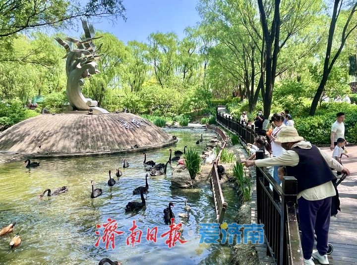 黑天鹅结伴畅游 乐享春日好时光