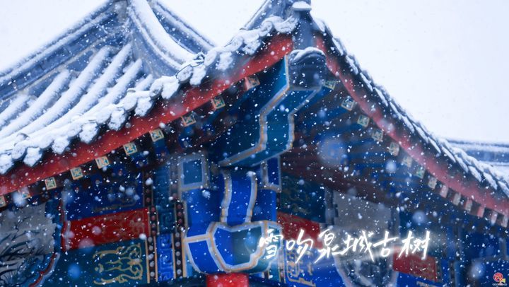 今冬初雪“吻”古树！舜网实拍雪舞泉城生态画卷