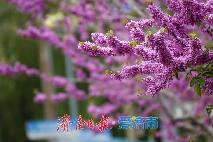 济南护城河畔紫荆花盛开 解锁春日限定美景
