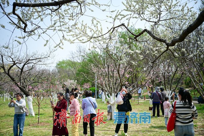 花朝荟引客来，泉城公园赏花热