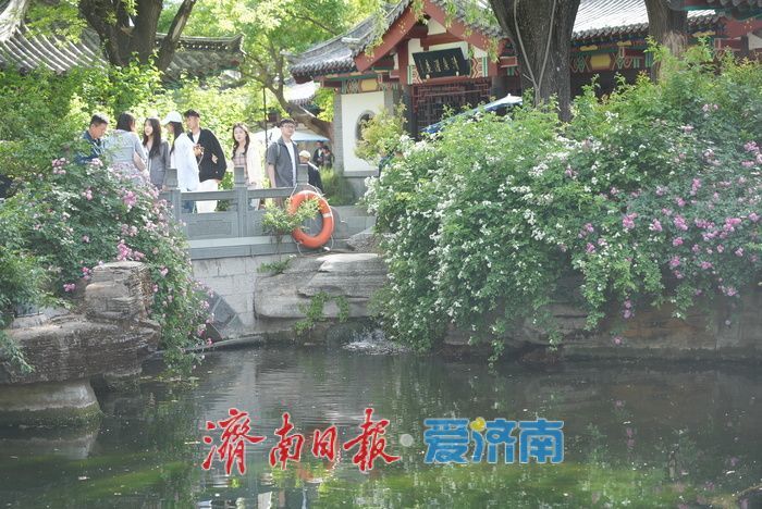 一年四季 泉在济南｜泉城春日似夏 泉水欢涌引客来