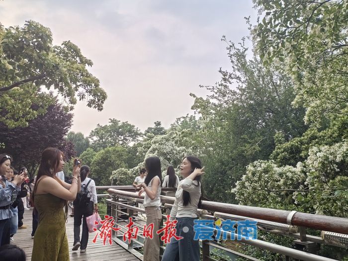 济南暮春限定“顶流”来了！