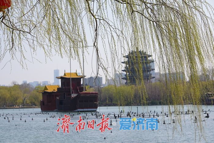 一年四季 泉在济南丨大明湖春色满园 游人踏青享春光