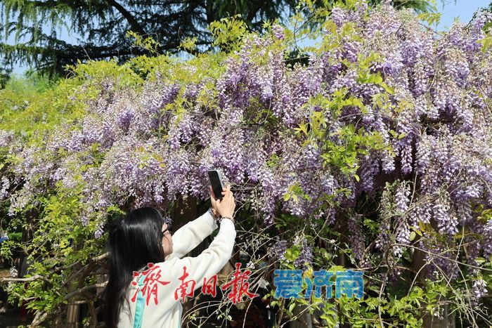 泉城公园“紫藤瀑布”成为新晋打卡点