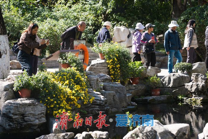 一年四季 泉在济南丨菊映潭水 五龙潭赏菊迎来最佳观赏期