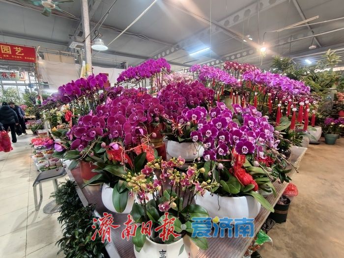 年宵花迎来销售旺季
