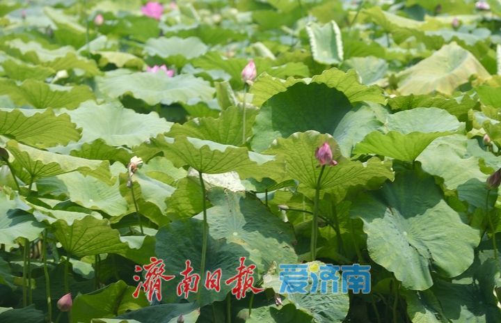 夏日限定！济南百花洲荷花盛放，开启清凉赏荷季