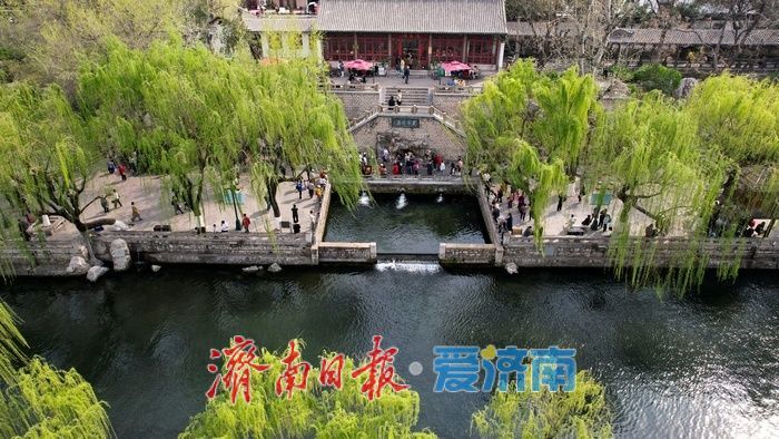 济南护城河畔春意浓