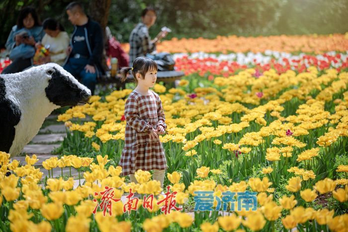 一年四季 泉在济南丨泉城春满山谷间！济南红叶谷郁金香与二月兰织就春日浪漫图景