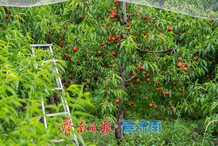 硕果盈枝果香浓！芒果油桃抢先上市助农增收