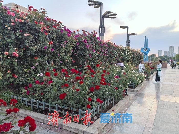 泉城广场月季长廊花开正艳 市民游客抓住长假“尾巴”浪漫打卡