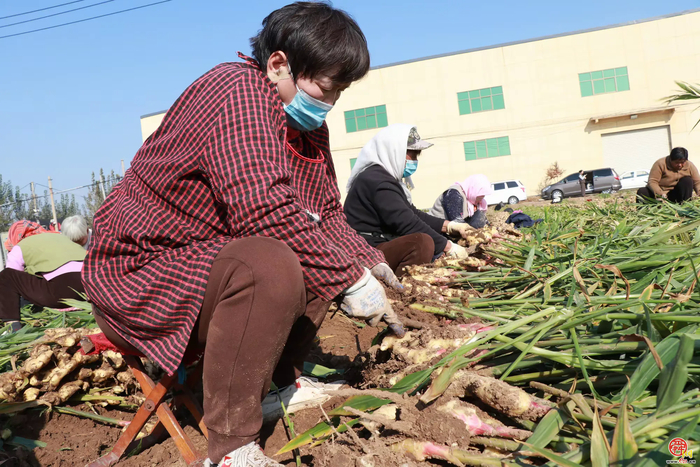 宁家埠街道：泥土里刨出“金疙瘩” 生姜地里种出好光景