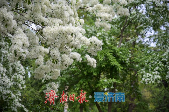 一年四季 泉在济南丨大明湖畔“四月雪” 流苏花开引客来