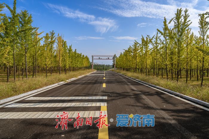 一年四季 泉在济南丨济南黄河银杏林部分区域秋色渐染，银杏初黄美如画