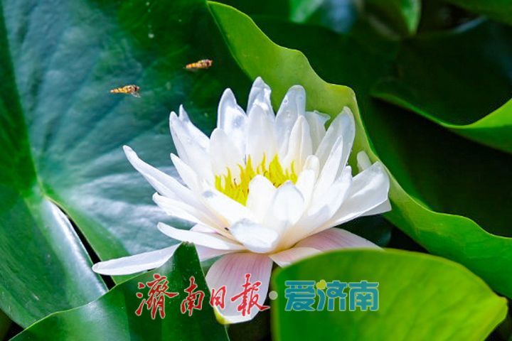 荷莲绽芳满池靚 百花洲流杯池荷莲次第盛放