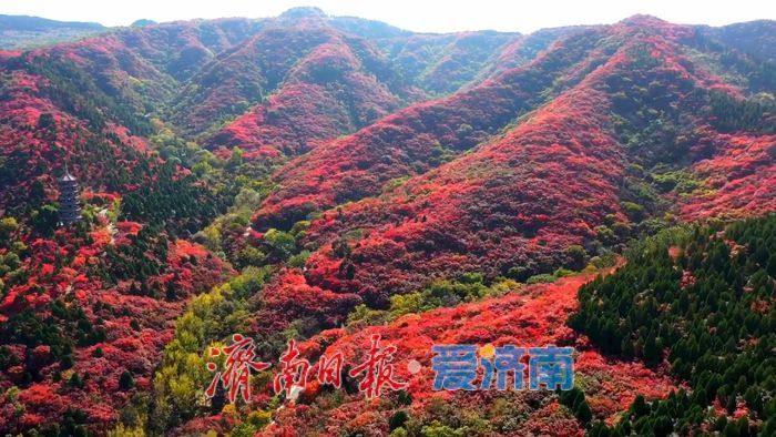 红叶谷第二十六个秋天如约而至 静待万山红遍与你的到来