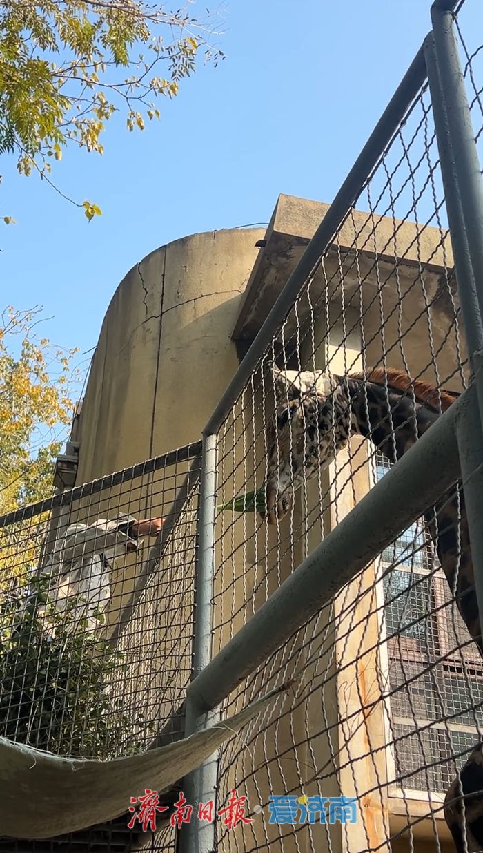 哐哐炫大葱！山东的长颈鹿也有自己的特色食谱