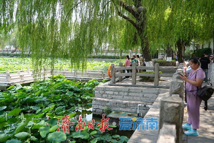 一年四季 泉在济南丨大明湖荷花睡莲“竞相争艳” 醉游人