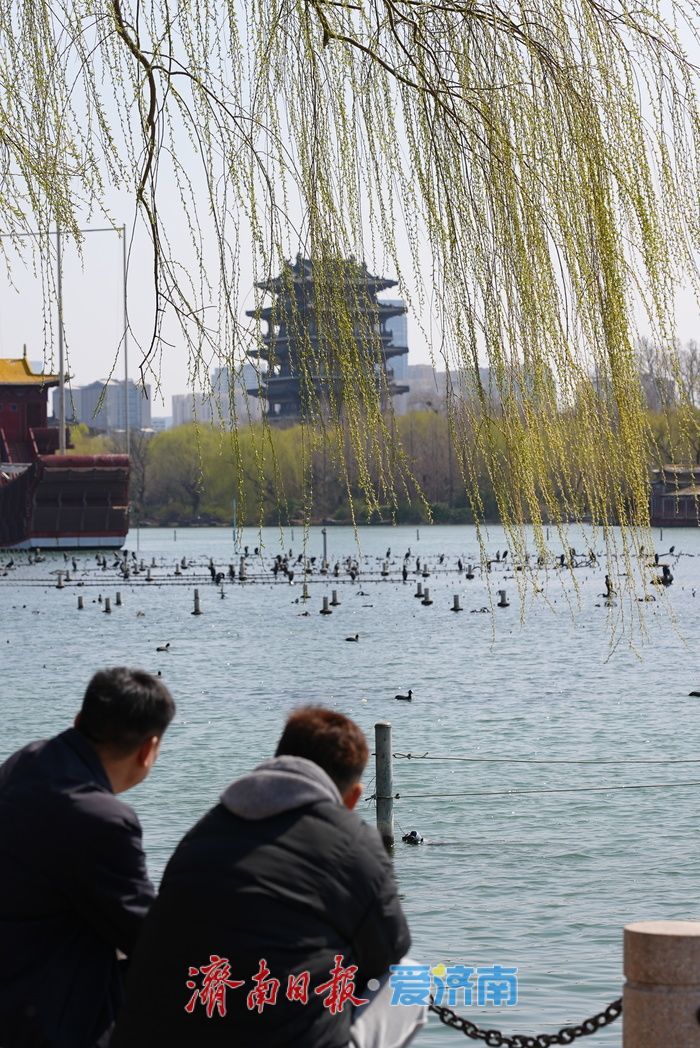 一年四季 泉在济南丨大明湖春色满园 游人踏青享春光