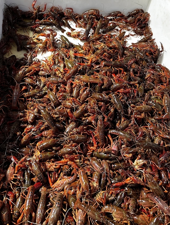 小龙虾低至9元/斤，今夏有望实现“吃虾自由”