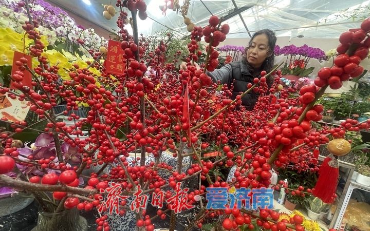 济南年宵花市场供销两旺 蝴蝶兰、杜鹃、大花蕙兰受热捧