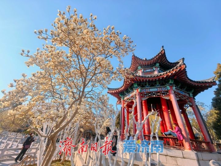 湖畔玉兰美若仙，春意盎然醉人眼