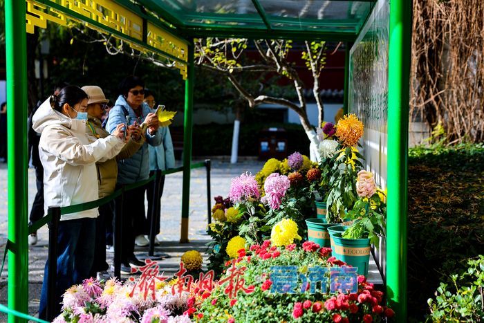 一年四季 泉在济南丨菊韵映泉 趵突泉初冬景致引客来