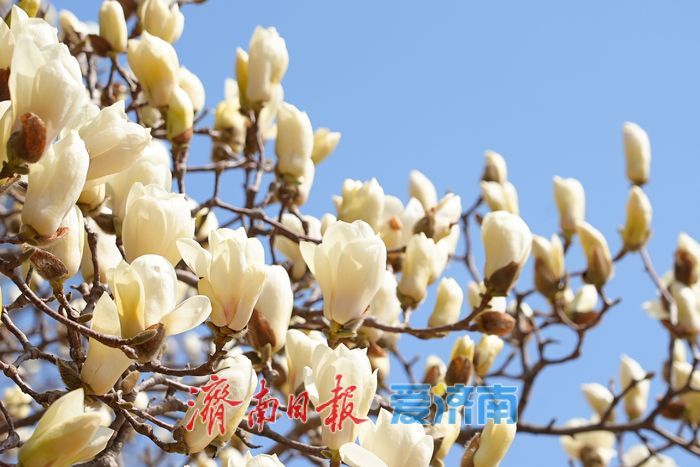 红梅玉兰竞相绽放 泉城春色“美颜”上线