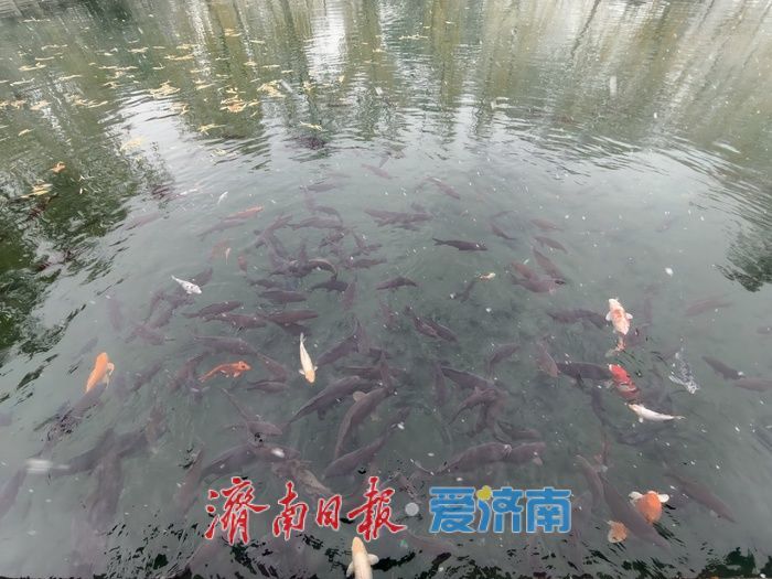 一年四季 泉在济南丨济南珍珠泉银装素裹更显灵动