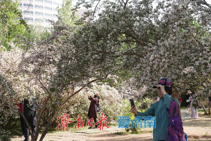 如霞似锦，济南泉城公园珍稀花木猬实进入盛花期