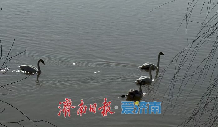 这群“精灵”，将在济南过大年