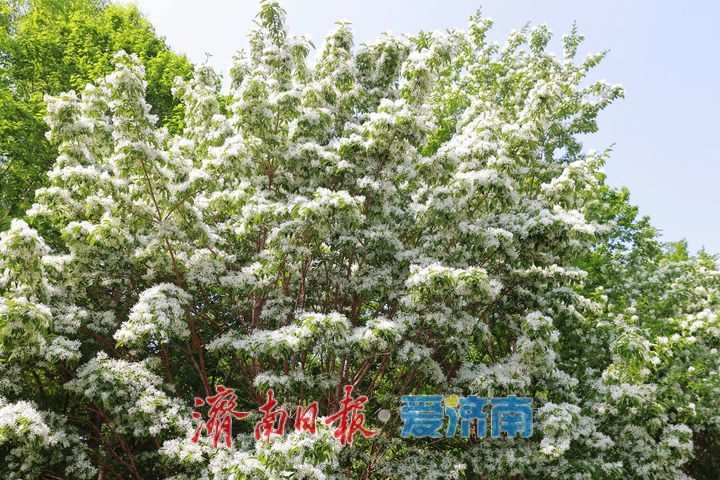 一年四季 泉在济南丨森林公园流苏花开 如雪似玉醉游人