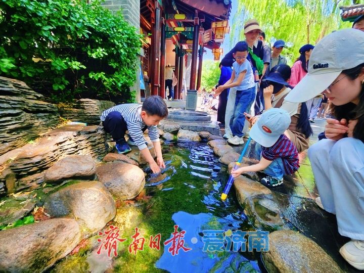 一年四季 泉在济南丨趵突泉畔戏水觅清凉 游客尽享亲水惬意