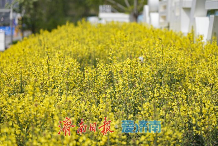 泉城人才公园油菜花盛开