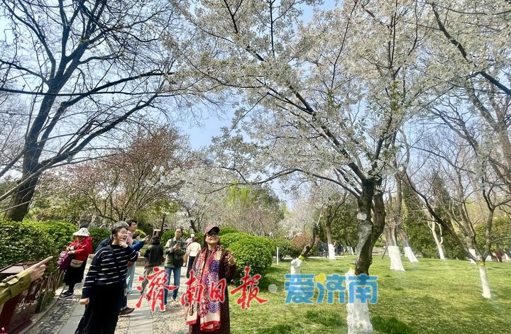 一年四季 泉在济南丨泉畔春樱盛 五龙潭变“打卡”胜地
