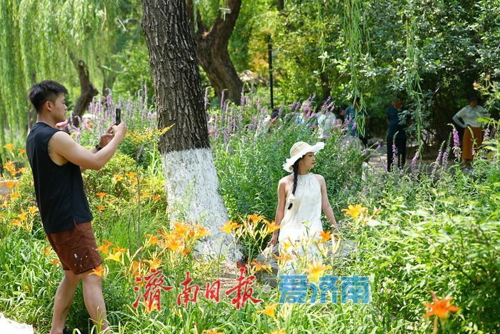 仲夏花事正盛！五龙潭千屈菜萱草花映泉绽放