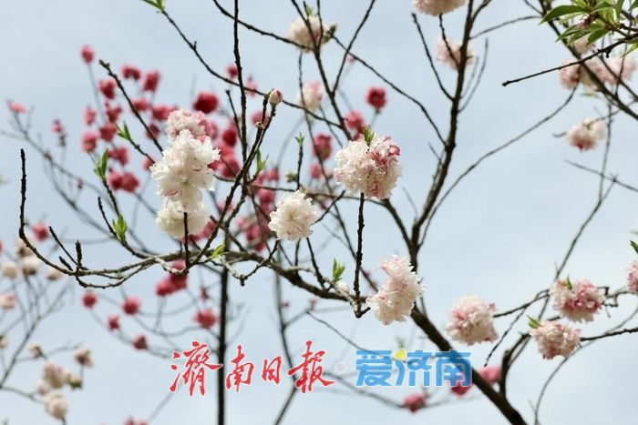 一年四季·泉在济南｜泉城公园碧桃惊艳绽放，一树双色惹人醉