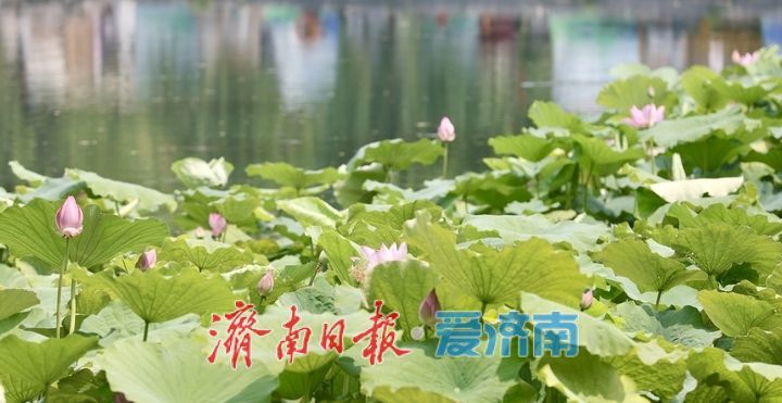 夏日限定！济南百花洲荷花盛放，开启清凉赏荷季