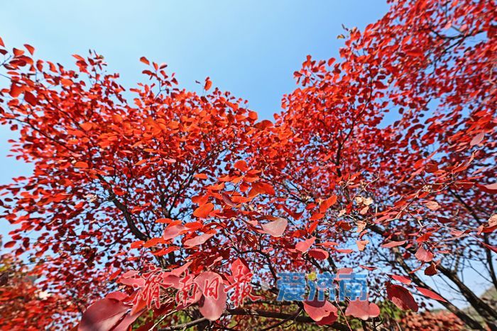 一年四季 泉在济南丨红叶初染 走进红叶谷遇见秋日限定浪漫！