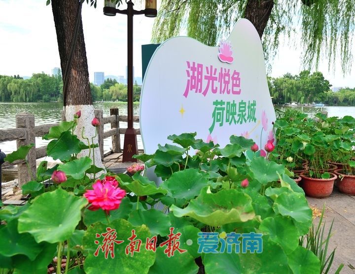 湖光悦色·荷映泉城！济南市第40届荷花艺术节7月3日灿烂启幕