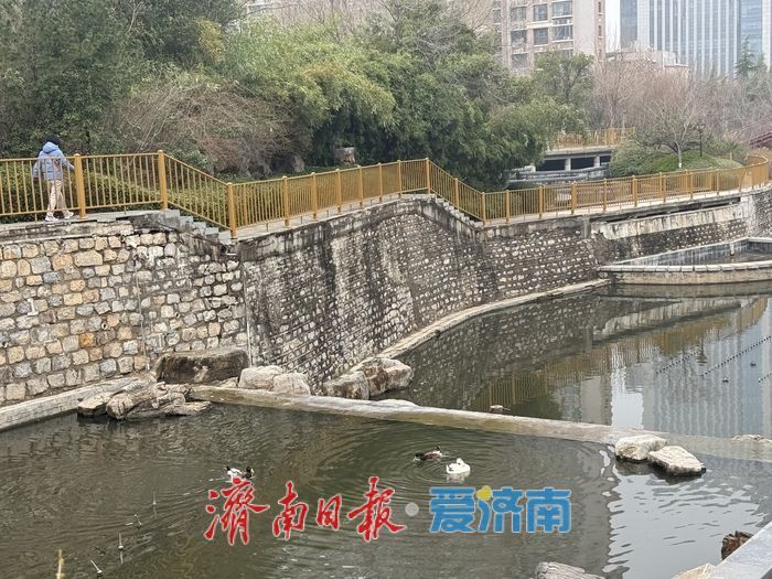 洪山溪公园迎春花开春意浓