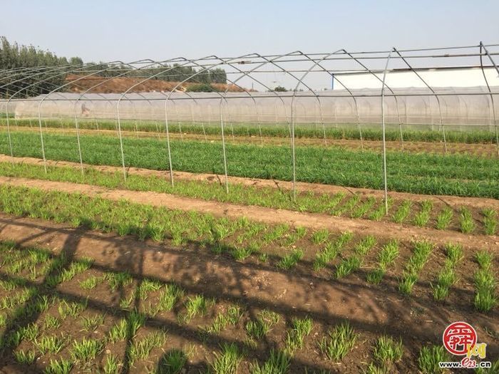 点击进入DeepSeek眼中玉清湖街道！