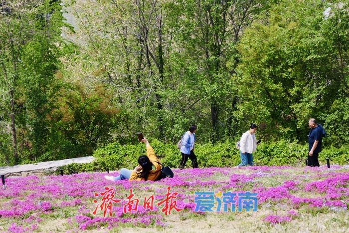 牧牛山福禄考进入盛花期 五彩花毯醉春光