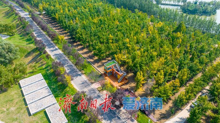 金色盛宴即将开启！济南黄河银杏林最佳观赏期预告，收好这份打卡攻略