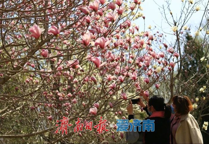 看玉兰花，还有济南植物园