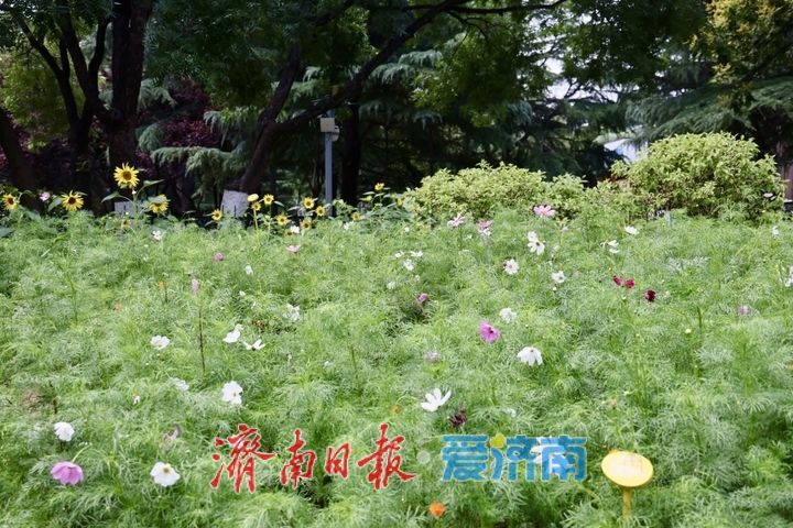 一年四季 泉在济南丨泉城公园波斯菊绚烂盛放 花海如画引市民打卡