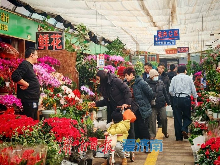 年宵花、观赏鱼销售升温 济南花鸟市场迎来节前采购“热”