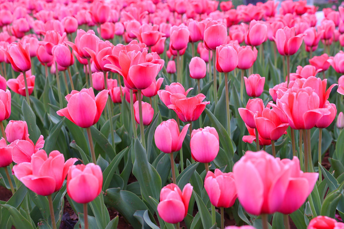 “郁”见美好！济南这里郁金香缤纷盛开，温馨浪漫
