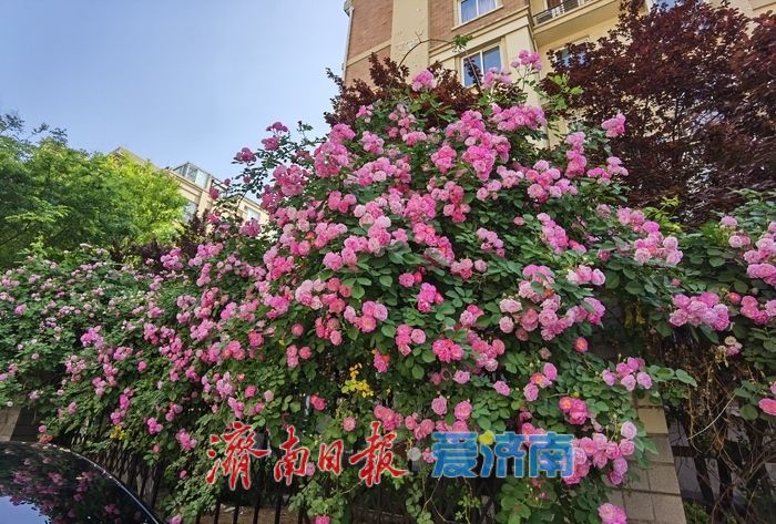 家门口的浪漫！辛甸西路蔷薇花开“扮靓”春日街头
