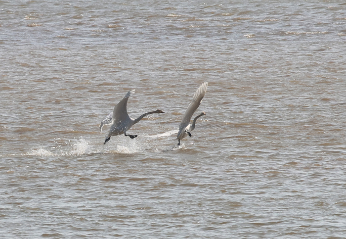天鹅起舞闹新春 市民观鸟度假日